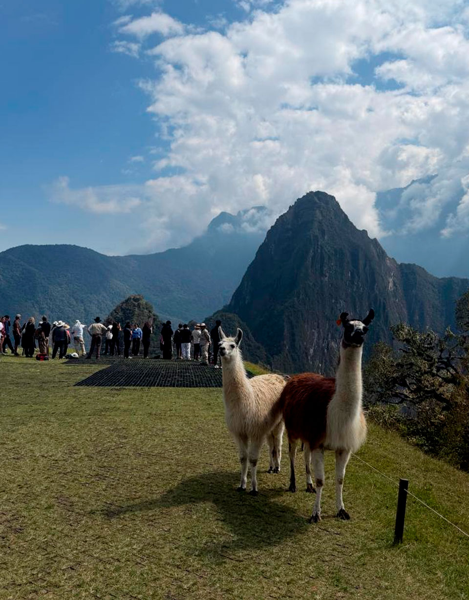llamamapi