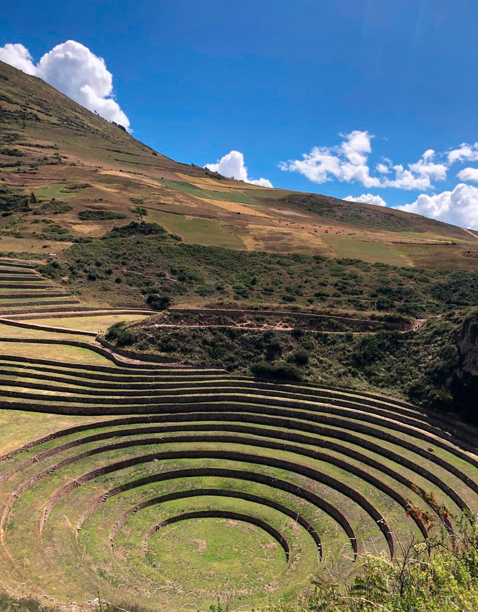 moray